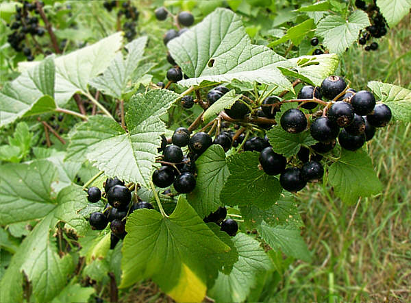 Black currants